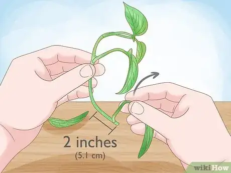 Image titled Propagate a Golden Pothos Step 2