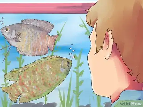 Image titled Breed Gouramis Step 3