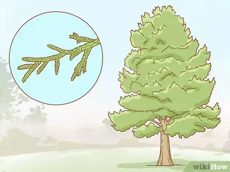 Image titled Identify Cedar Trees Step 10