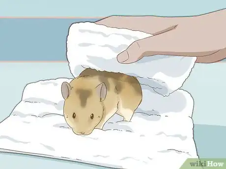 Image titled Give Your Hamster a Bath Step 15