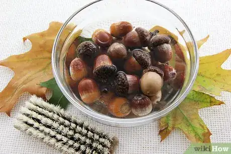 Image titled Dry Acorns for Crafts Step 2