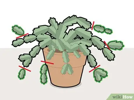 Image titled Prune a Christmas Cactus Step 1