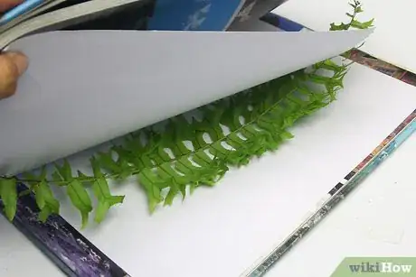 Image titled Press Ferns Step 7