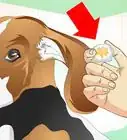 Treat Dog Ear Infections