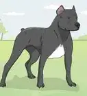 Identify a Pitbull