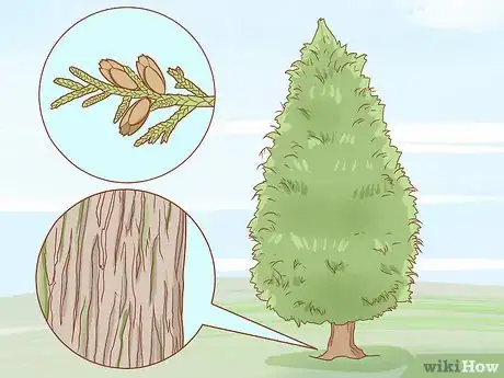 Image titled Identify Cedar Trees Step 15