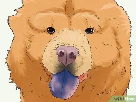 Image titled Identify a Chow Chow Step 5