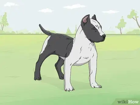 Image titled Identify a Pitbull Step 1