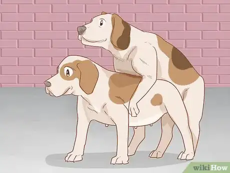 Image titled Care for a Dog Before, During, and After Pregnancy Step 4