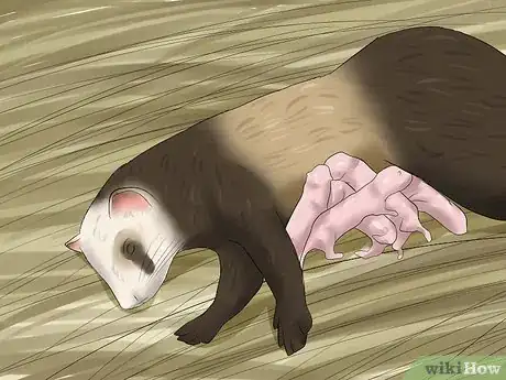 Image titled Breed a Pet Ferret Step 8