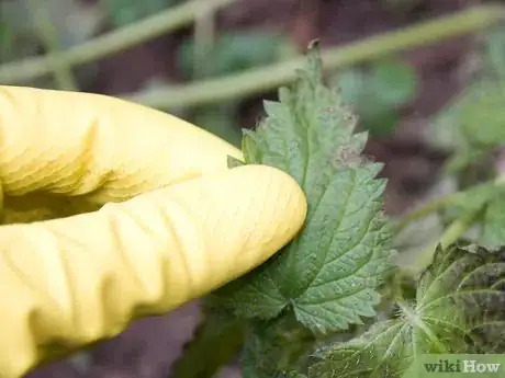 Image titled Make Nettle Tea Step 3