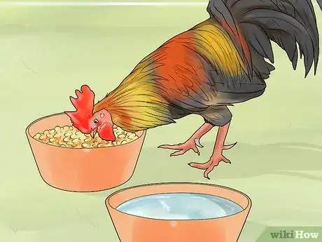 Image titled Stop a Rooster from Crowing Step 2