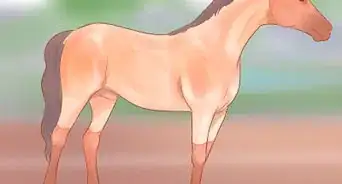 Judge a Horse