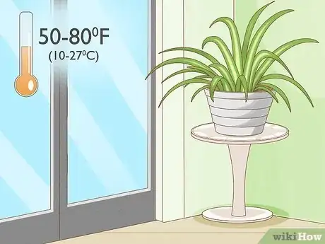 Image titled Care for a Spider Plant Step 3