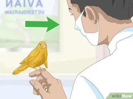 Image titled Treat Avian Pox in Canaries Step 11