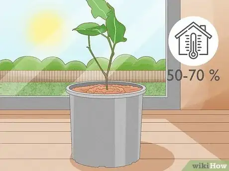 Image titled Grow a Ficus Benjamina Step 14