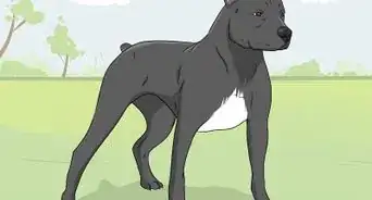 Identify a Pitbull