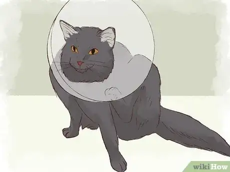 Image titled Stop a Cat from Licking Its Fur Off Step 3