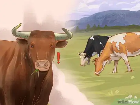 Image titled Understand Bovine Behaviour Step 4