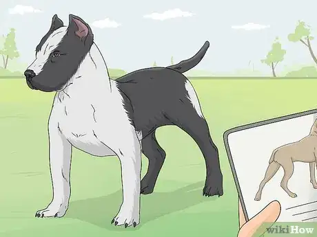 Image titled Identify a Pitbull Step 6