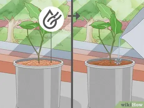 Image titled Grow a Ficus Benjamina Step 13