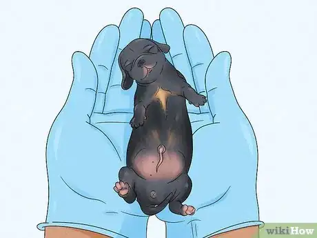 Image titled Care for Newborn Puppies Step 16