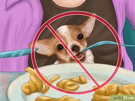 Image titled Feed Picky Chihuahuas Step 8