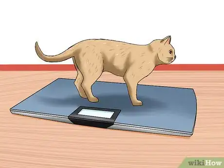 Image titled Diagnose Feline Lymphosarcoma Step 3