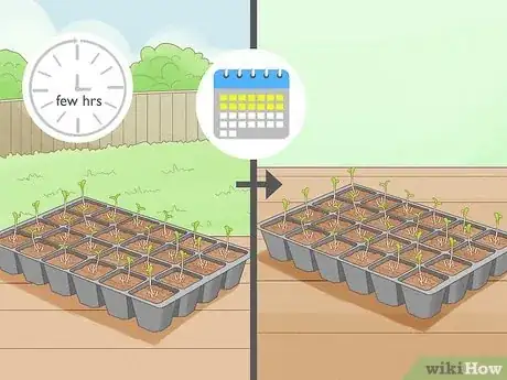 Image titled Grow Chamomile Step 8