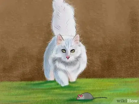 Image titled Identify a Turkish Angora Step 7