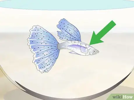 Image titled Keep Guppies Healthy Step 13