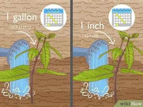 Image titled Grow Chestnut Trees Step 14