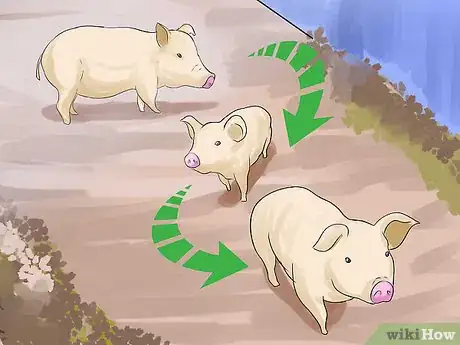 Image titled Care for a Pet Pig Step 5