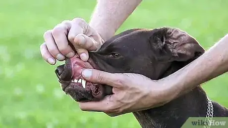 Image titled Make Your Dog Drink Water Step 1