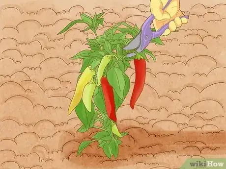 Image titled When to Pick Banana Peppers Step 7