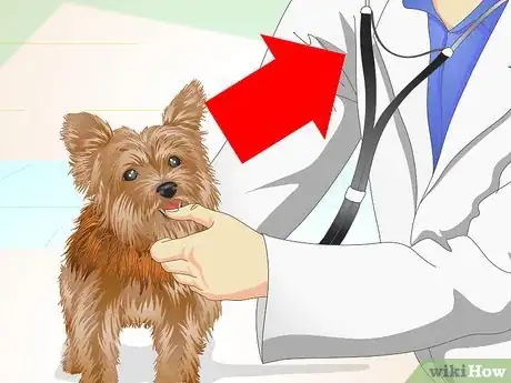 Image titled Keep Your Yorkie's Teeth Clean Step 17