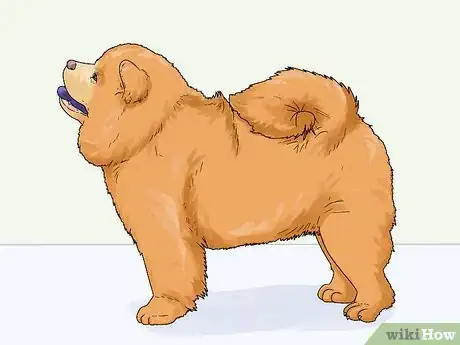 Image titled Identify a Chow Chow Step 6