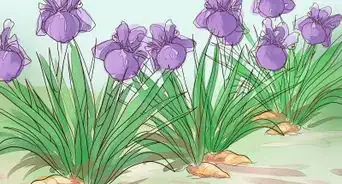 Grow Iris