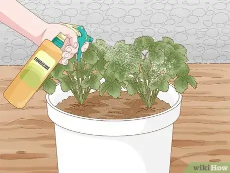 Image titled Grow Strawberries in a Pot Step 12