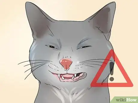 Image titled Help Your Cat Breathe Easier Step 2