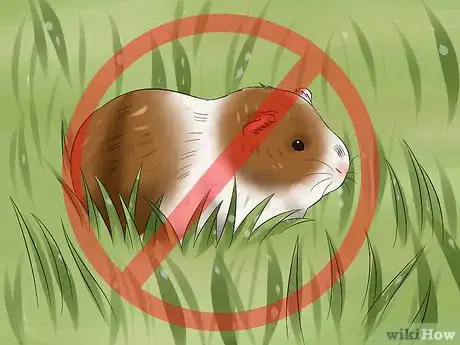 Image titled Walk a Guinea Pig on a Leash Step 13