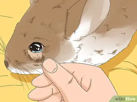 Image titled Treat Eye Irritations in Chinchillas Step 2