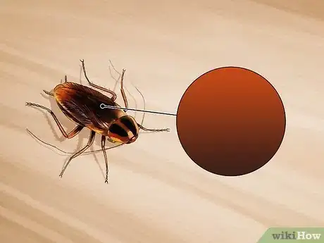 Image titled Identify a Cockroach Step 2