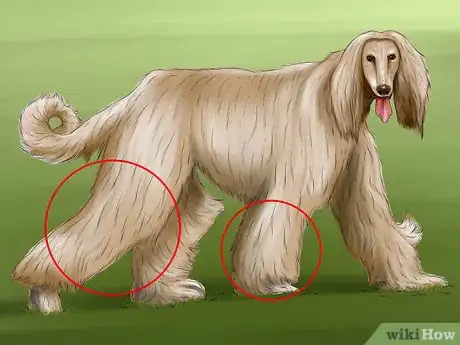 Image titled Identify an Afghan Hound Step 2