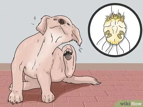 Image titled Cure Mange in Dogs Step 3