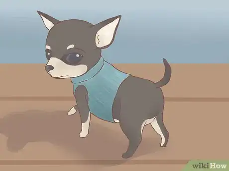 Image titled Care for Your Chihuahua Puppy Step 22