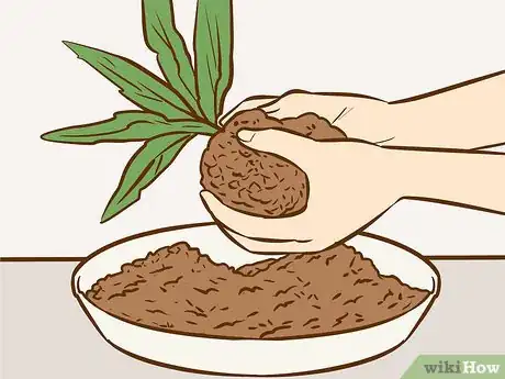 Image titled Make a Kokedama Step 6