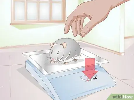 Image titled Diagnose Hamster Dental Problems Step 5