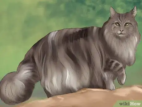 Image titled Identify a Maine Coon Step 4