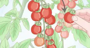 Grow Tomatoes Indoors